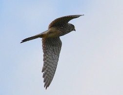 Kestrel