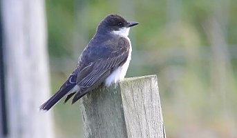 Eastern Kingbird