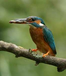 Kingfisher on branch