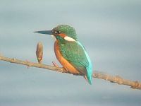 Kingfisher