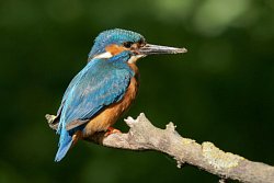 Kingfisher