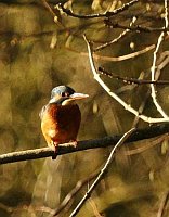 Kingfisher