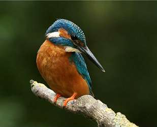 kingfisher on branch