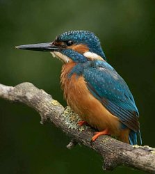 kingfisher on branch