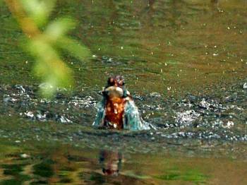 Kingfisher diving