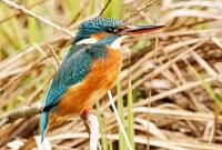 Female Kingfisher