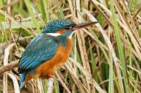 Female Kingfisher