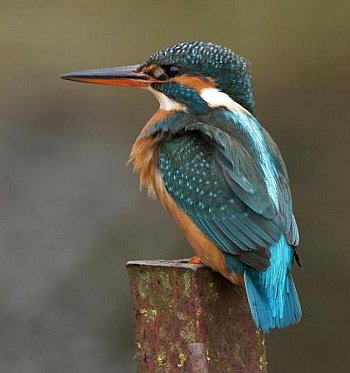 Kingfisher