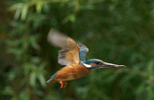 Kingfisher flying