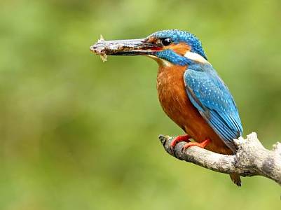 Kingfisher with fish