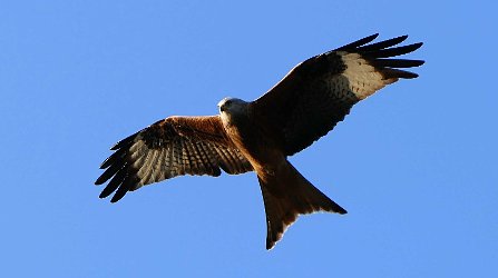 Red Kite in flight