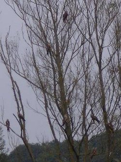 Red kite roost