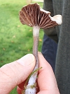 Laccaria amethystea