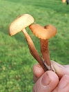 Laccaria laccata