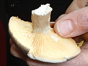 Lactarius pyrogalus