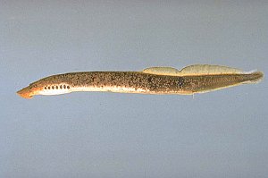 Brook Lamprey