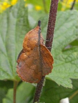 Lappet moth