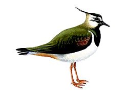 Lapwing