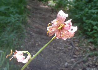 Martagon / Turk's Cap Lily