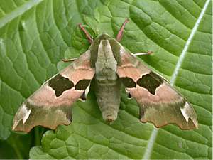 Lime Hawk-moth