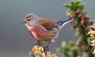 Linnet