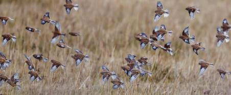 Linnet flock