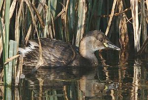 Little Grebe