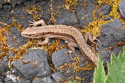 Common Lizard