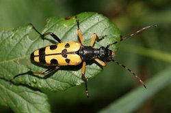 Spotted Longhorn