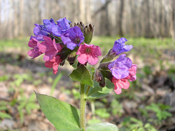 Lungwort flowers