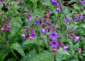 Lungwort