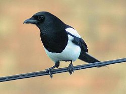 Magpie