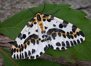 Magpie Moth