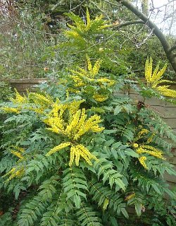 Mahonia japonica