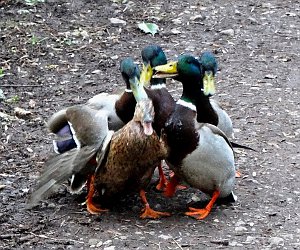 Mallard gang