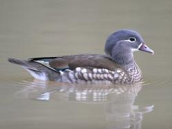 Mandarin female