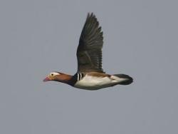 Mandarin drake in flight