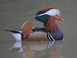 Mandarin male