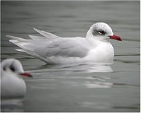 Mediterranean Gull