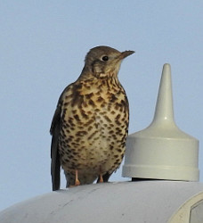 Mistle Thrush standing