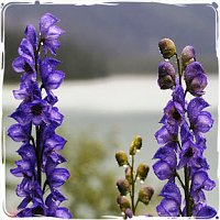 Monkshood flowers