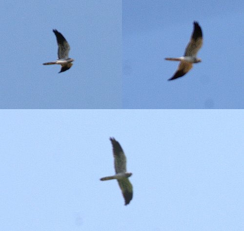 Montagu's Harrier