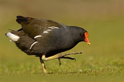 Moorhen