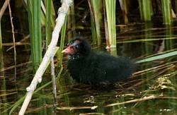 Young Moorhen