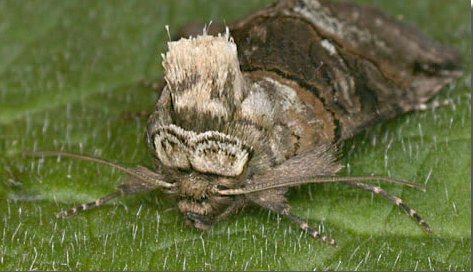 Spectacle Moth front view