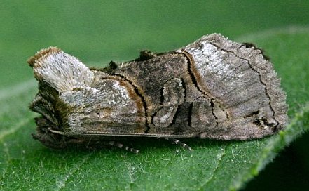 Spectacle Moth side view