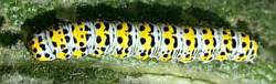 Mullein moth caterpillar