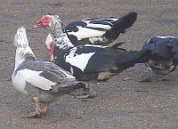 Muscovy duck