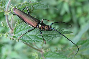 Musk beetle