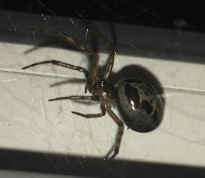 Noble False Widow